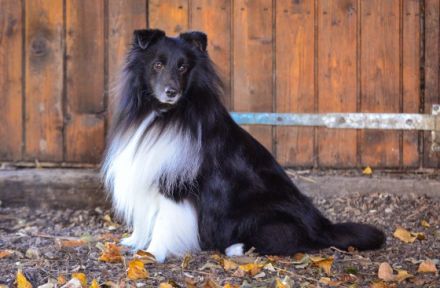 behind the Fairy-Hills