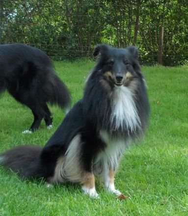 Webmaster dablovy Studanky