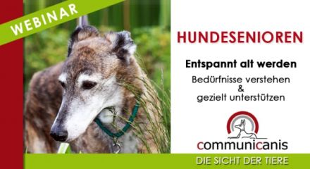 Hundesenioren Intensivwebinar | 27.02.25