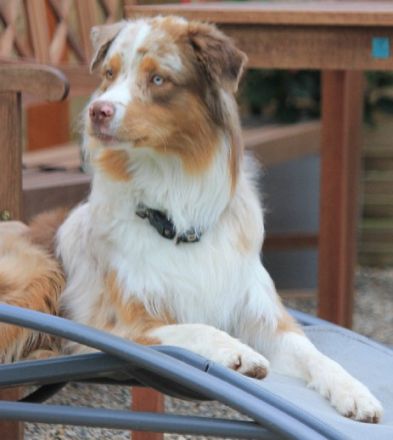 Rügenaussies lets go Balou