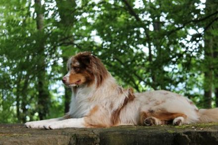 Rügenaussies lets go Balou