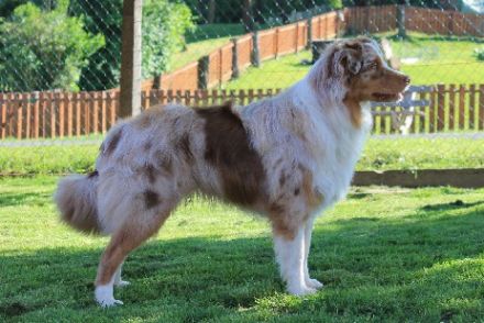 Rügenaussies lets go Balou