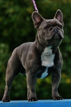 Darius of Blue Imperator Bulldogs