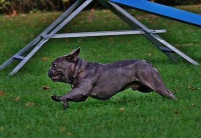 Darius of Blue Imperator Bulldogs