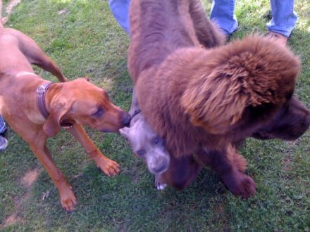 Hundesportverein Herdecke e.V.