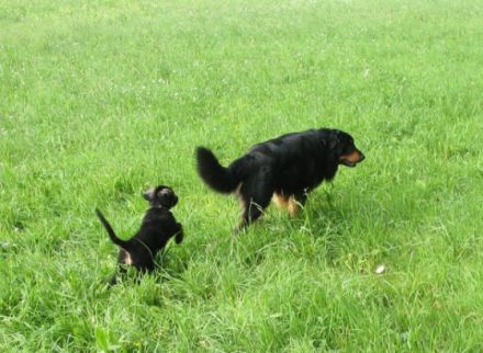 Hundetherapie-artgerecht