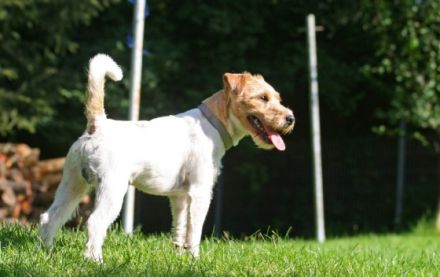 FCI Horus Hickstaed Dresdens's Bomba