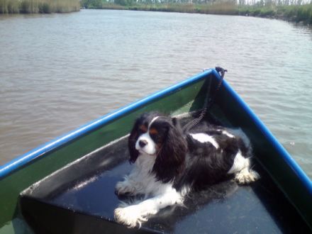 Angelino vom Ulsenbach