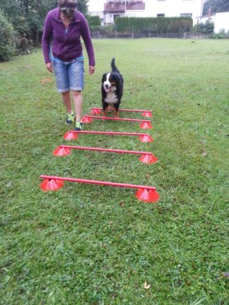 Hundeschule "Auf meiner Fährte"