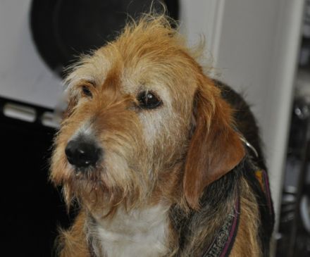 Hundepension Isarwinkel