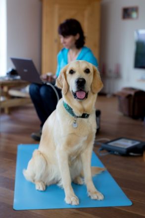 ganzheitliche Tierheilpraxis Sandra Sievers