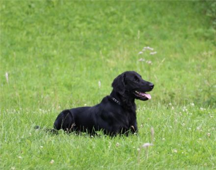 Sensbright-Flatstar Earl