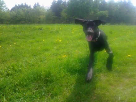 mobile Tierheilpraxis Elke Schneider