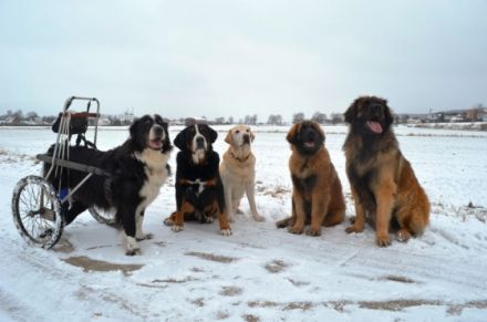 Pension, Training und Physiotherapie für Hunde