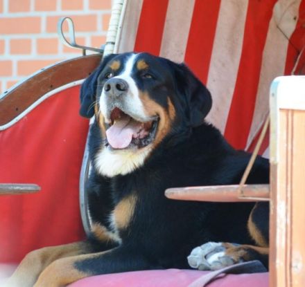 Pension, Training und Physiotherapie für Hunde