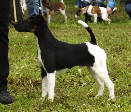 Z Karpatských strání