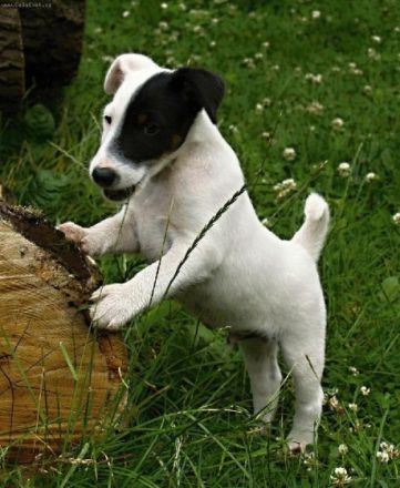 Z Karpatských strání