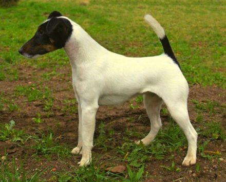 Z Karpatských strání