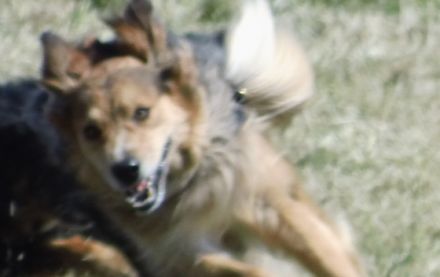 Hundeschule Mein lieber Hund