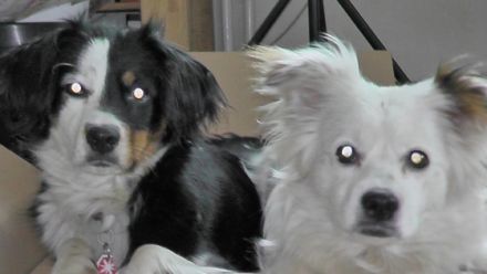 Hundeschule Mein lieber Hund