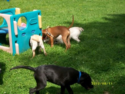 Hundeschule Mein lieber Hund