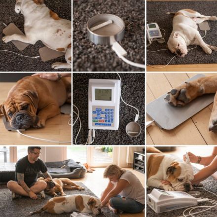 mobile Tierheilpraxis Heike Wieland