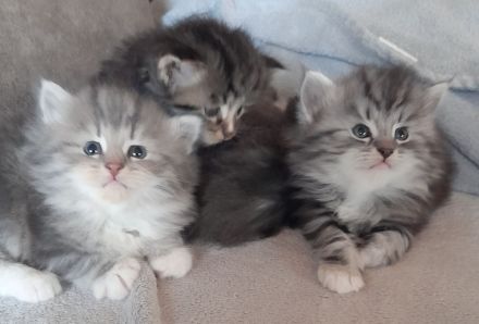 Unsere Jungtiere dürfen mit 14 Wochen in ihr neues