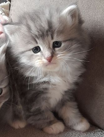 Unsere Jungtiere dürfen mit 14 Wochen in ihr neues