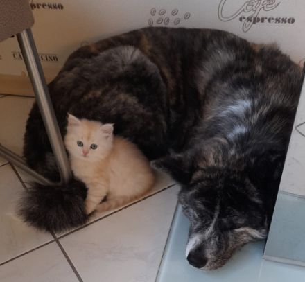 Unsere Jungtiere dürfen mit 14 Wochen in ihr neues