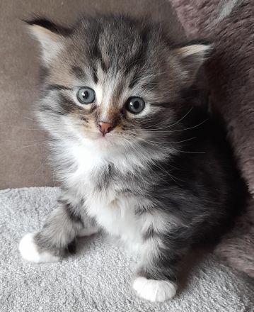 Unsere Jungtiere dürfen mit 14 Wochen in ihr neues