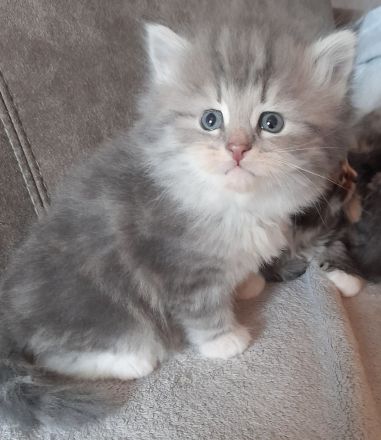 Unsere Jungtiere dürfen mit 14 Wochen in ihr neues