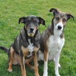 Hundeschule Sonja Stangl