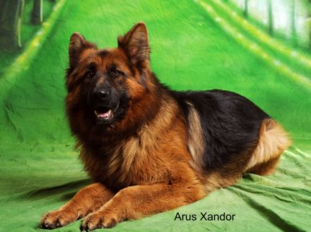 Arus Xandor