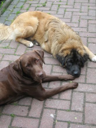 Zentrum für artgerechtes Hundetraining