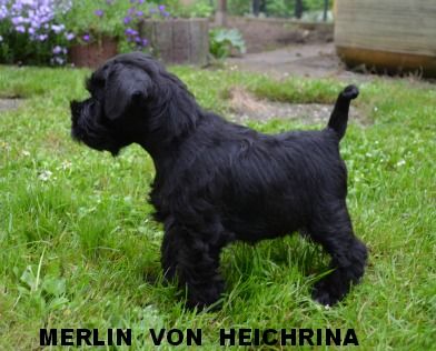 von Heichrina