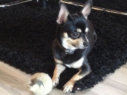 Charlie (Emil) von der Nürnberger Burg