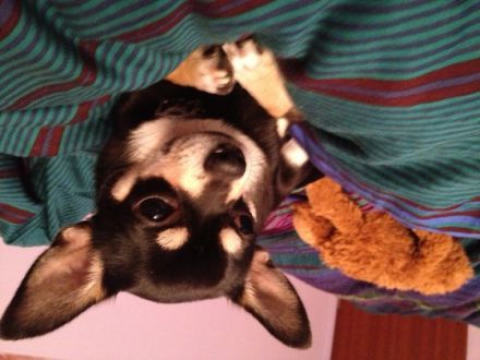 Charlie (Emil) von der Nürnberger Burg