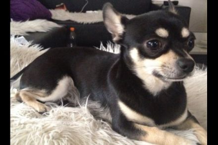 Charlie (Emil) von der Nürnberger Burg