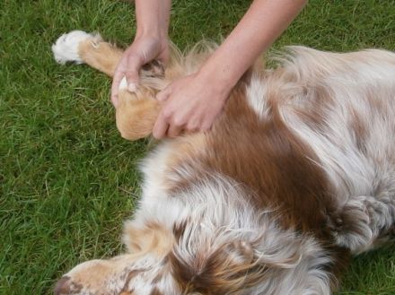 Mobile Praxis für Tierphysiotherapie Martina Görlich