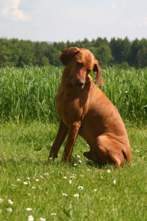 Hansi du domain de Chòdes