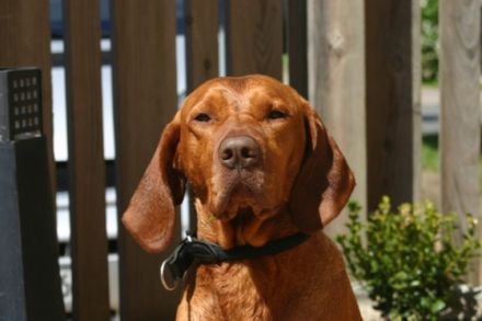 Hansi du domain de Chòdes