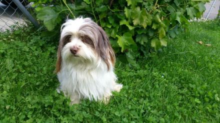 Kalle von Rothschilds Erben