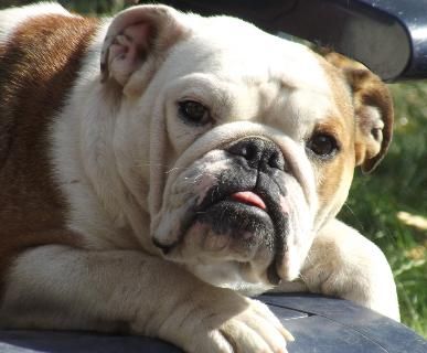 Tierheilpraxis Rütten -klassische Homöopathin-