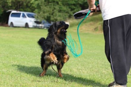 Knut vom Sachsenländer Hofwächter