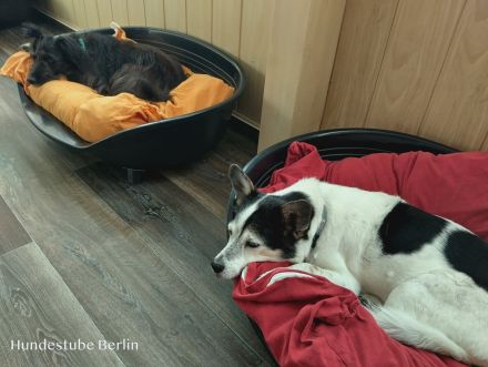 Hundestube - Die Hundetagesstätte für kleine Hunde