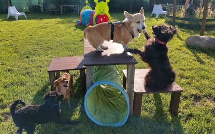 Hundestube - Die Hundetagesstätte für kleine Hunde