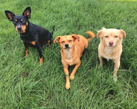 Hundestube - Die Hundetagesstätte für kleine Hunde