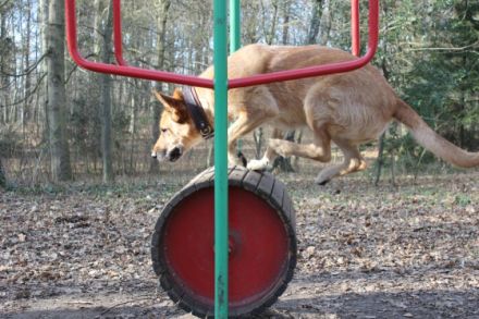 for.FOUR Hundeschule Rostock