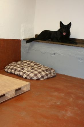 Hundepension Pentavita