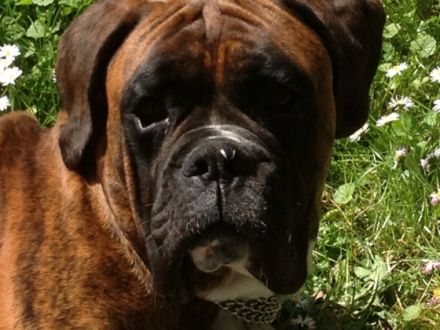 Pension-, Apartment & Ferienhausvermittlung "Heinrch"